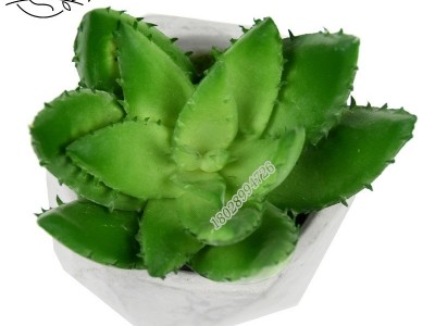 树猫新款仿真多肉植物8cm不ye城芦荟办公室茶几装饰绿植小盆栽