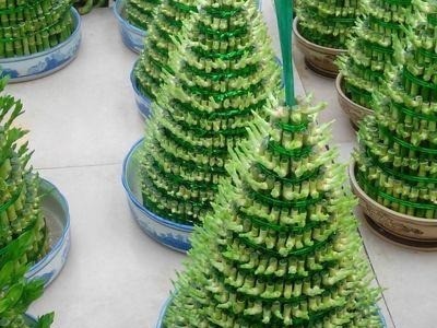 竹塔富贵竹盆栽 组合节节高水培观音竹子 客厅卧室茶几步步高转运竹