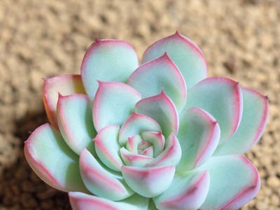 花月夜 多肉植物盆栽肉肉植物办公室阳台书桌绿植花卉 品相好