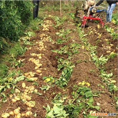 手扶带土豆收获机 毛芋头收获机  刨地瓜的机器