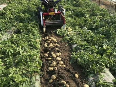 挖马铃薯机器 手扶四轮带动刨地瓜机 红薯芋头收获机