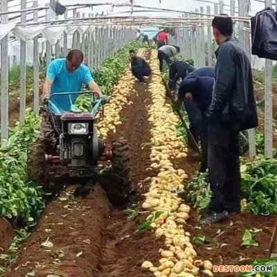 刨红薯土豆机 马铃薯收获机 手扶拖拉机带动的薯类收获机