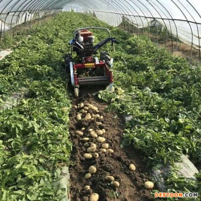 马铃薯收获机 手扶车土豆收获机 刨马铃薯机厂家直销
