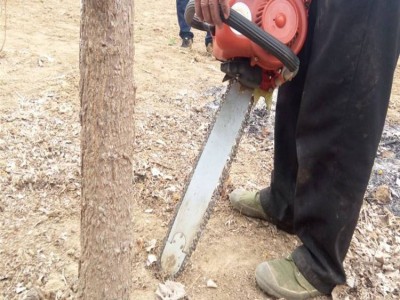 山区平原树木移植机多功能起苗机刨树挖树机