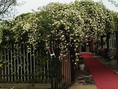 重瓣黄木香花苗盆栽四季庭院红木香花爬藤植物花卉浓香白色甜蜜红木香花苗