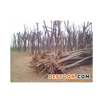 启林桂花树 上色性好桂花树 原木桂花树 原木桂花树