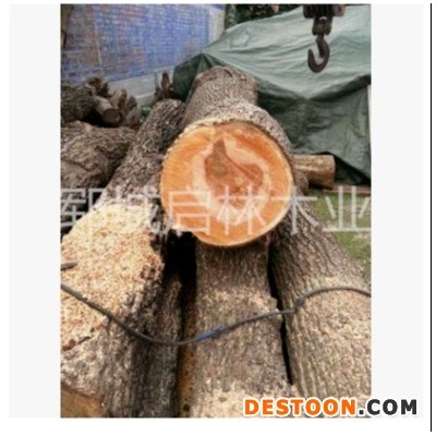 启林 供应用于工艺品/雕刻的杜梨木原木/大径杜梨木原木木材