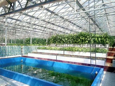 贵州毕节蔬菜大棚承包 曲面玻璃温室厂家 玻璃板温室造价 旭航温室8