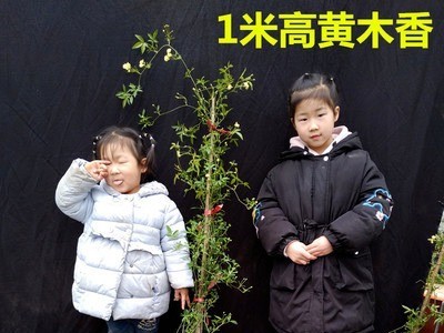 甜蜜红木香花苗爬藤植物花卉盆栽室外庭院浓香黄木香四季开花不断
