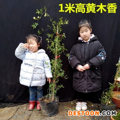 甜蜜红木香花苗爬藤植物花卉盆栽室外庭院浓香黄木香四季开花不断