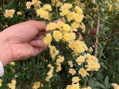 红色木香甜蜜红木香花梅郎珍珠阳台好养围墙爬墙盆栽植物爬藤纯红花蔷薇