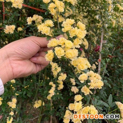 红色木香甜蜜红木香花梅郎珍珠阳台好养围墙爬墙盆栽植物爬藤纯红花蔷薇