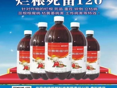 辣椒得了黑斑病  番茄细菌性叶斑病图片  柑橘褐腐病用什药好  玫瑰扦插根腐病  西红木市根肿病的防治?