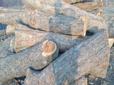 常年大量供应优质枣木原木 枣木 货源稳定  枣木墩用料 雕刻枣木