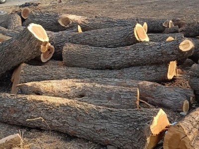 康盛木材厂出售枣木原木 优质30-50公分工艺枣木  雕刻枣木
