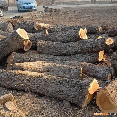 康盛木材厂出售枣木原木 优质30-50公分工艺枣木  雕刻枣木