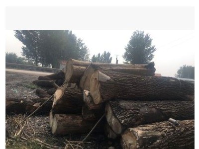 启林 大量供应 大径榆木 原木木材价格 厂家直销