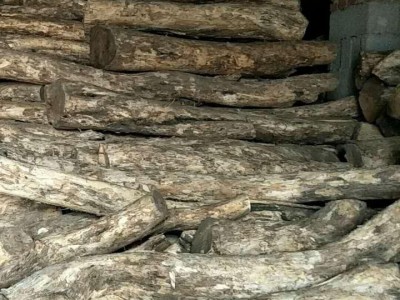 大批量供应用于工艺品的优质大直径黄杨木原木 启林直销