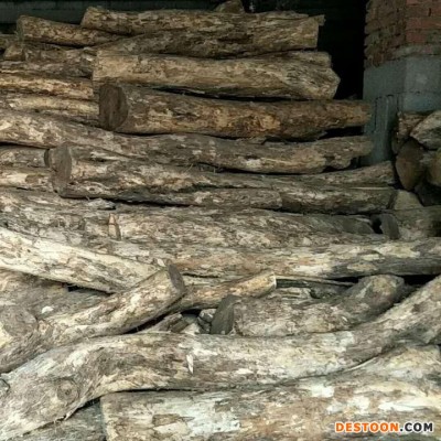 大批量供应用于工艺品的优质大直径黄杨木原木 启林直销