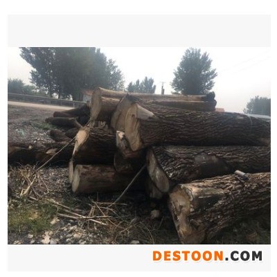 启林 大量供应 榆木厂家 大径榆木 原木木材价格