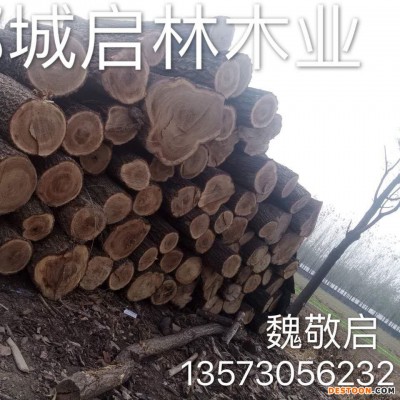 启林厂家 大批量供应用于家具/木雕等的大直径优质榆木原木