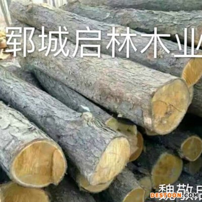 启林 大量批发供应用于乐器/家具等 大径黄金楸原木木材价格
