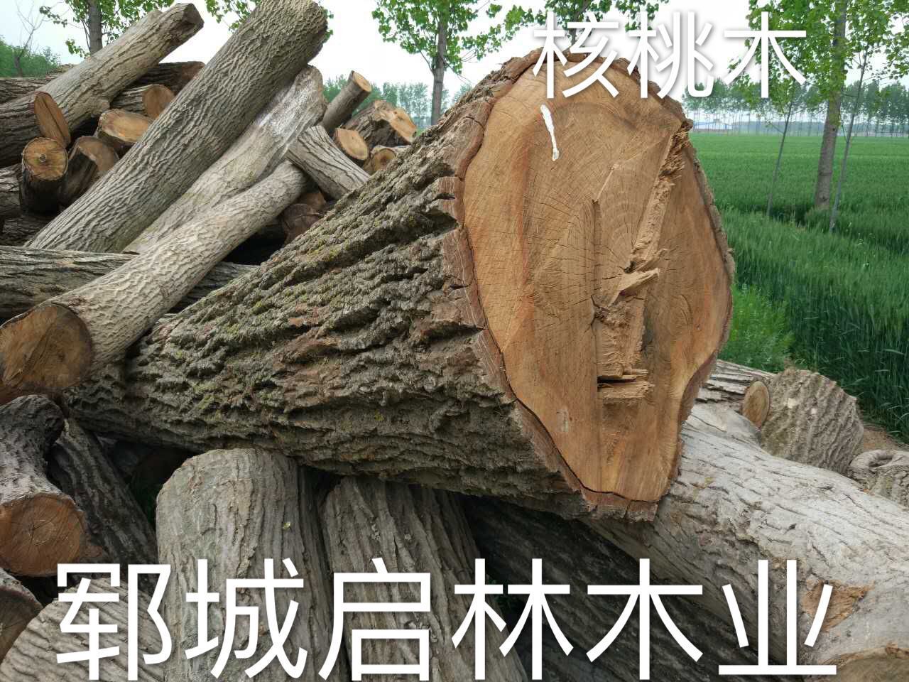 核桃2