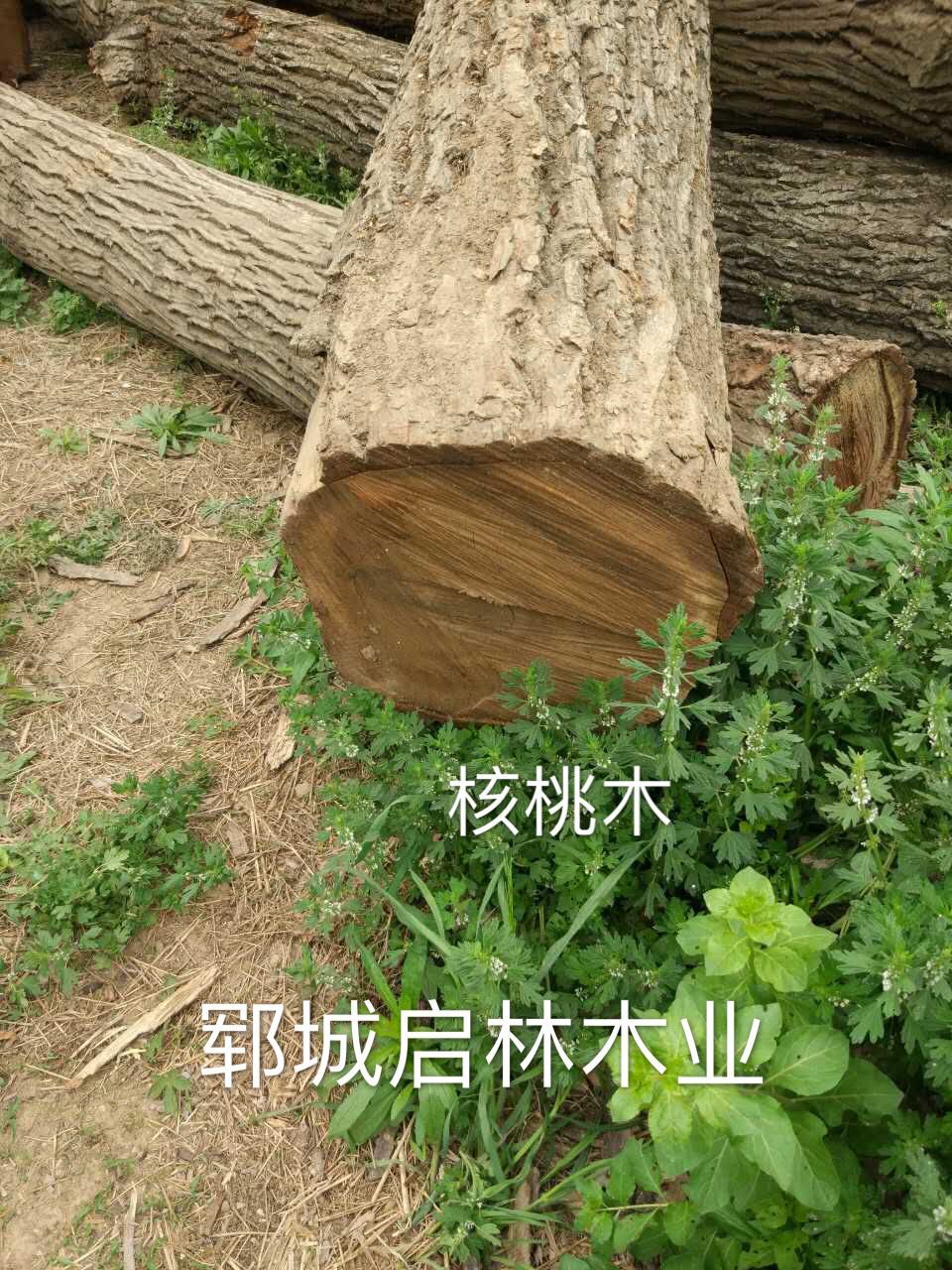 核桃3