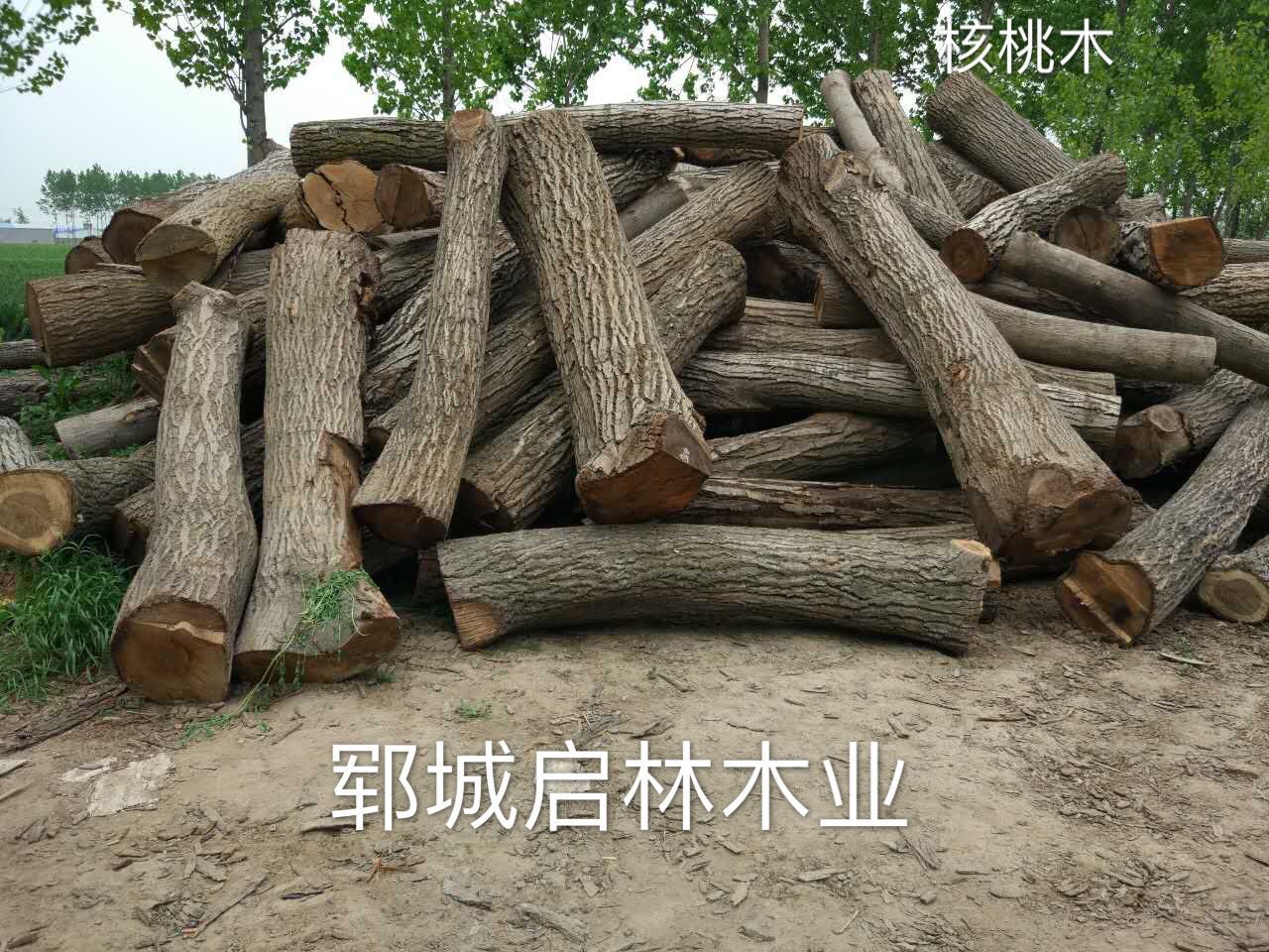 核桃6
