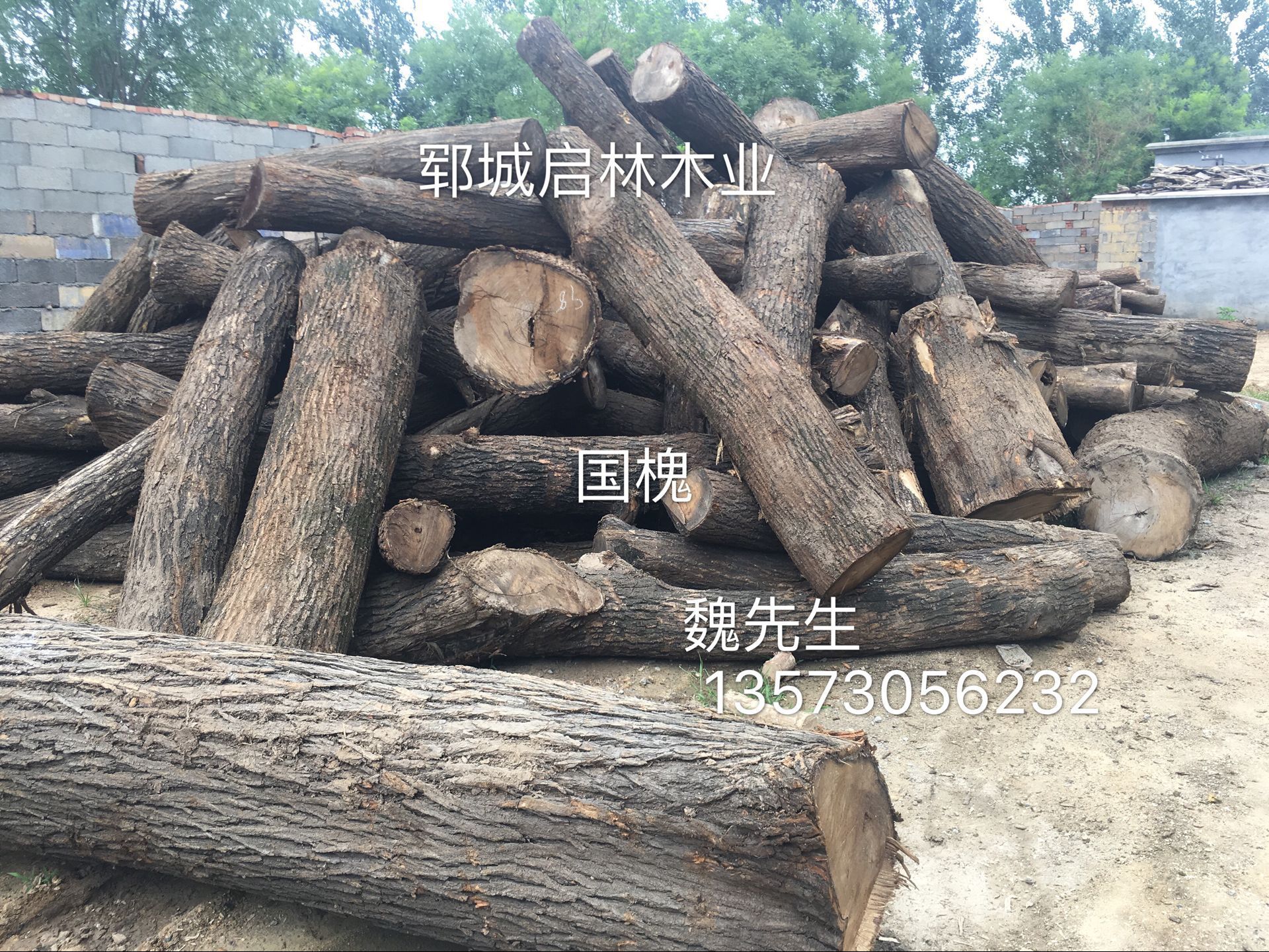 国槐8