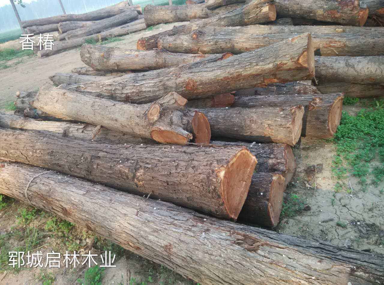 供应用于工艺品/雕刻/制作高档家具的香椿原木/优质大径香椿批发示例图1