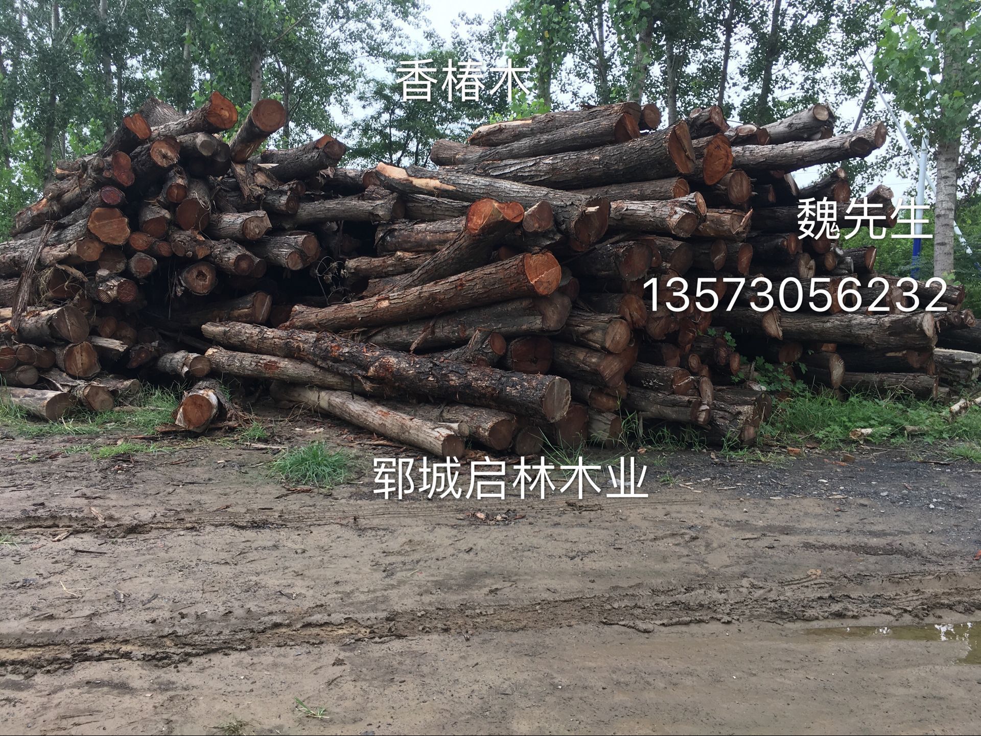 供应用于工艺品/雕刻/制作高档家具的香椿原木/优质大径香椿批发示例图4
