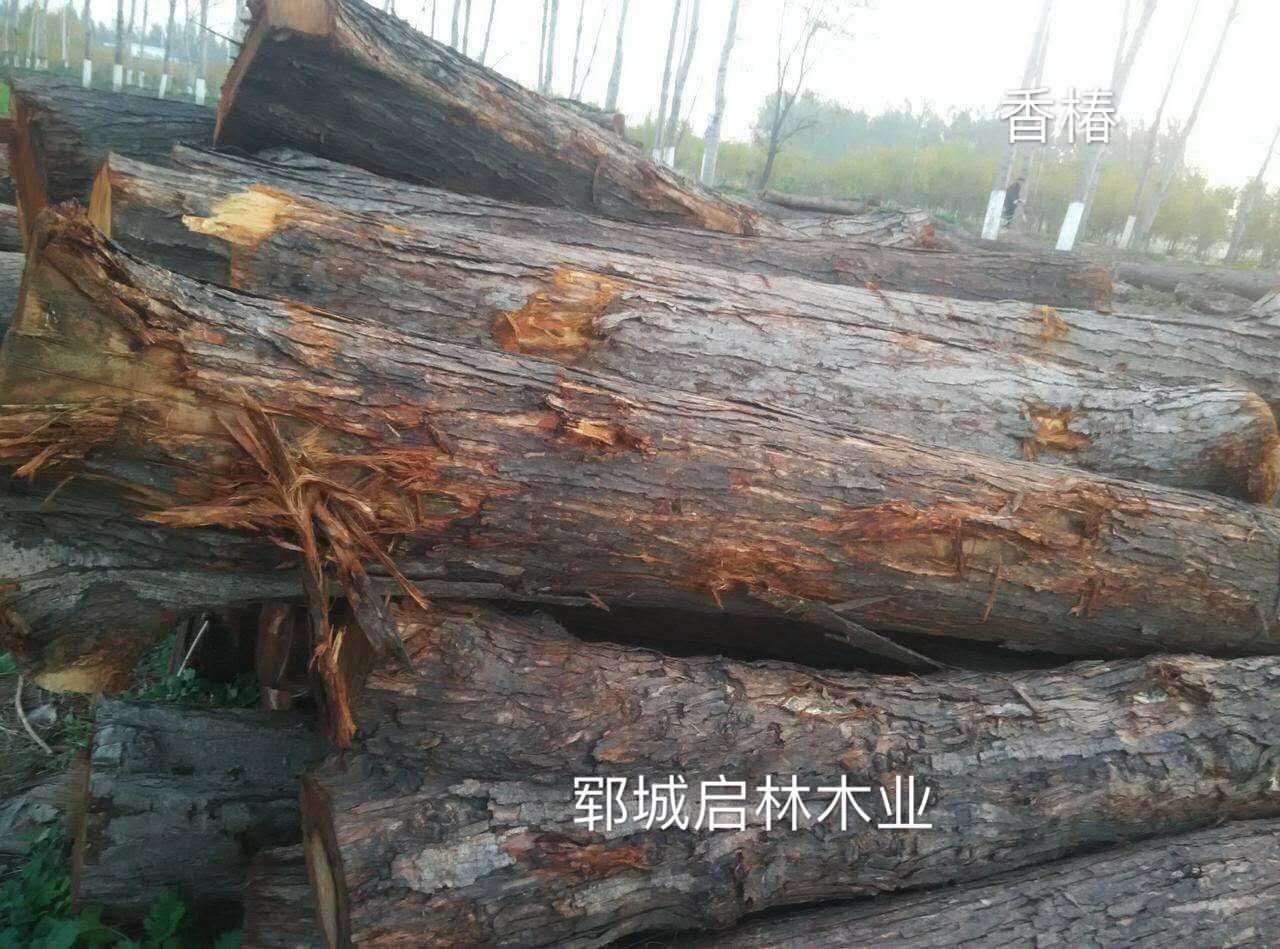 供应用于工艺品/雕刻/制作高档家具的香椿原木/优质大径香椿批发示例图3