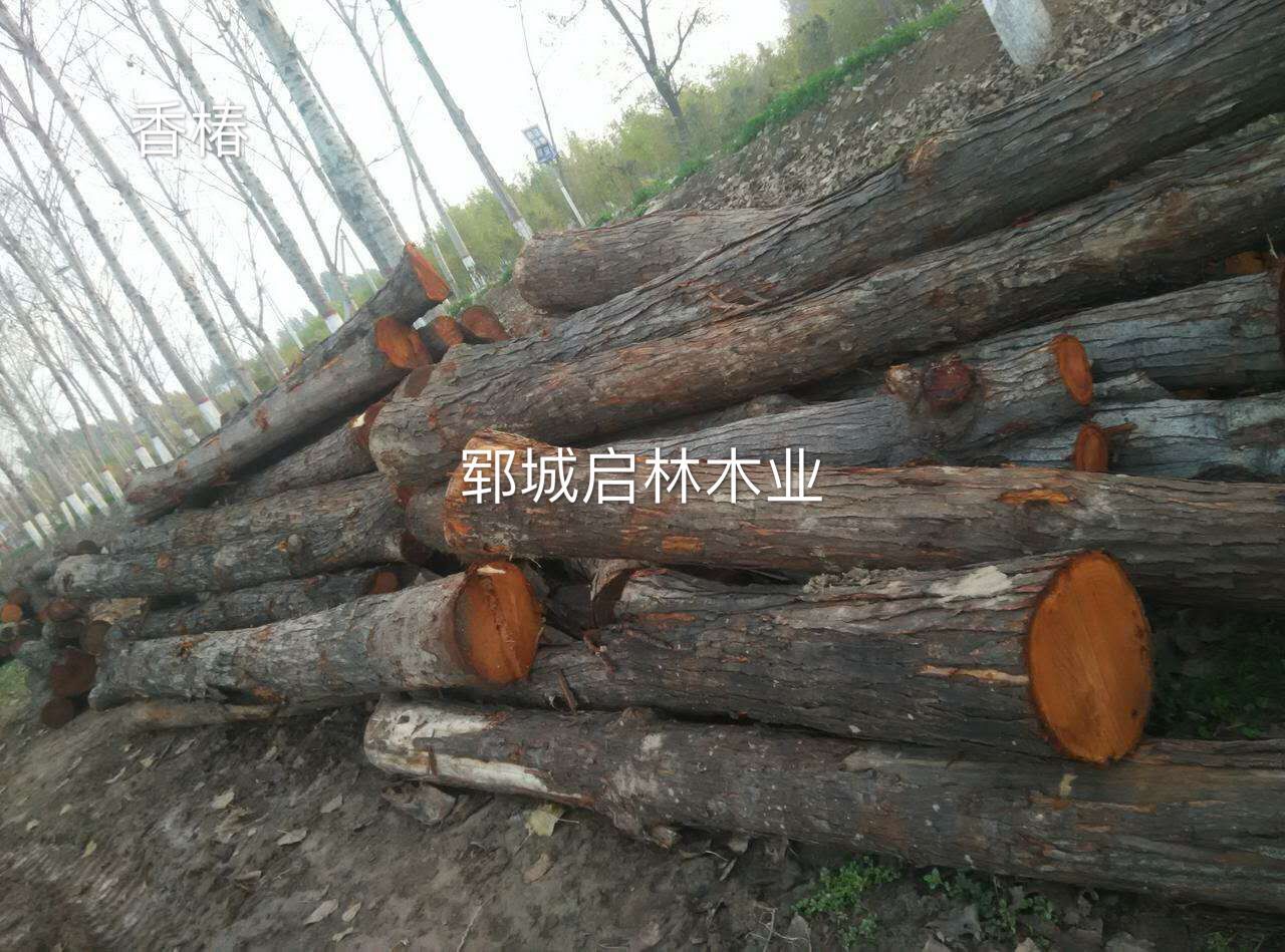 供应用于工艺品/雕刻/制作高档家具的香椿原木/优质大径香椿批发示例图5