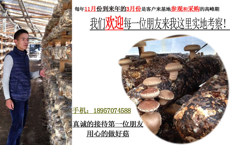 香菇干品 薄菇 庆元香信菇 极薄的香菇 仿原木香菇示例图2