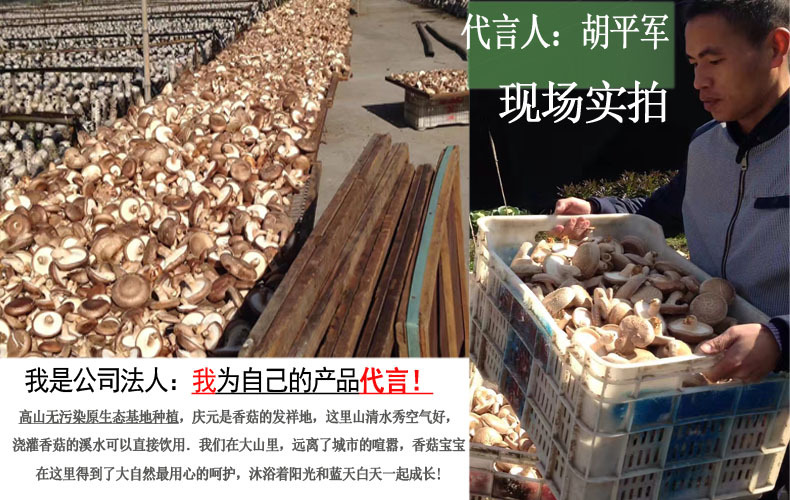 香菇干品 薄菇 庆元香信菇 极薄的香菇 仿原木香菇示例图3