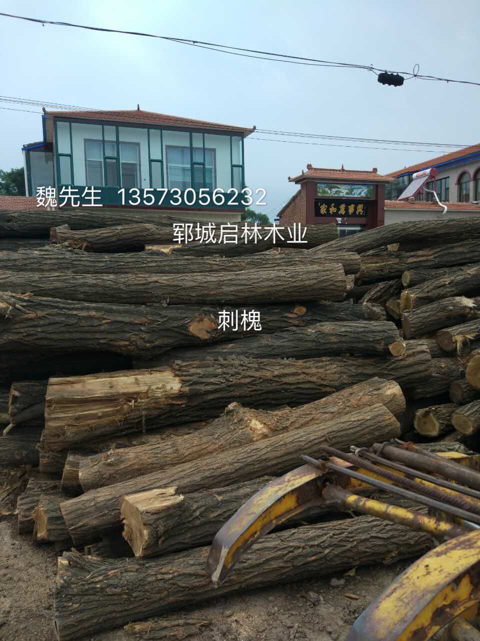 刺槐3