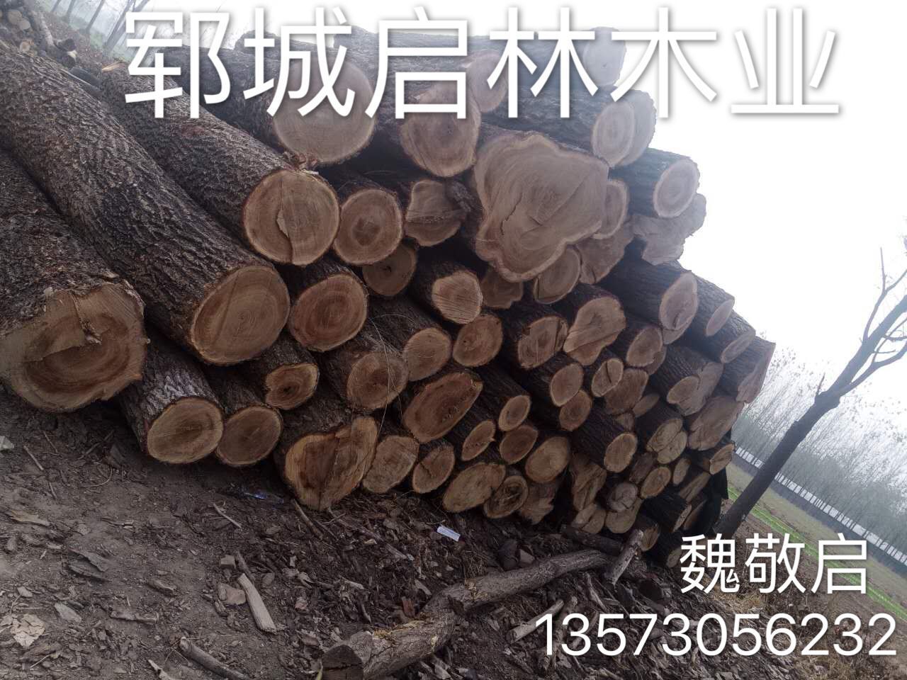 大量供应用于高级家具/木橱柜/雕刻工艺品的优质大径榆木原木示例图1