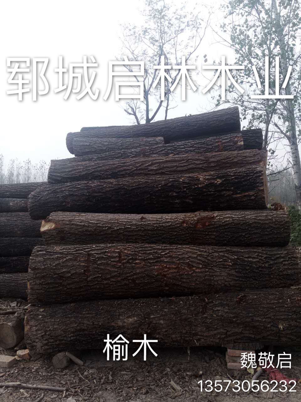 大量供应用于高级家具/木橱柜/雕刻工艺品的优质大径榆木原木示例图2