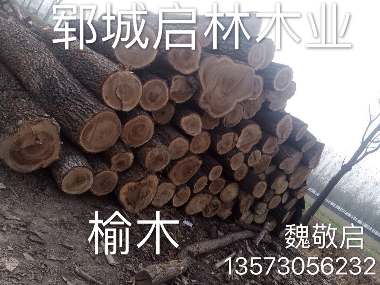 大量供应用于高级家具/木橱柜/雕刻工艺品的优质大径榆木原木示例图4