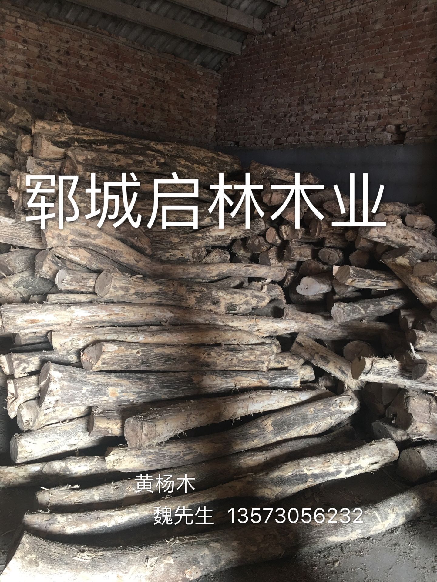 黄杨4
