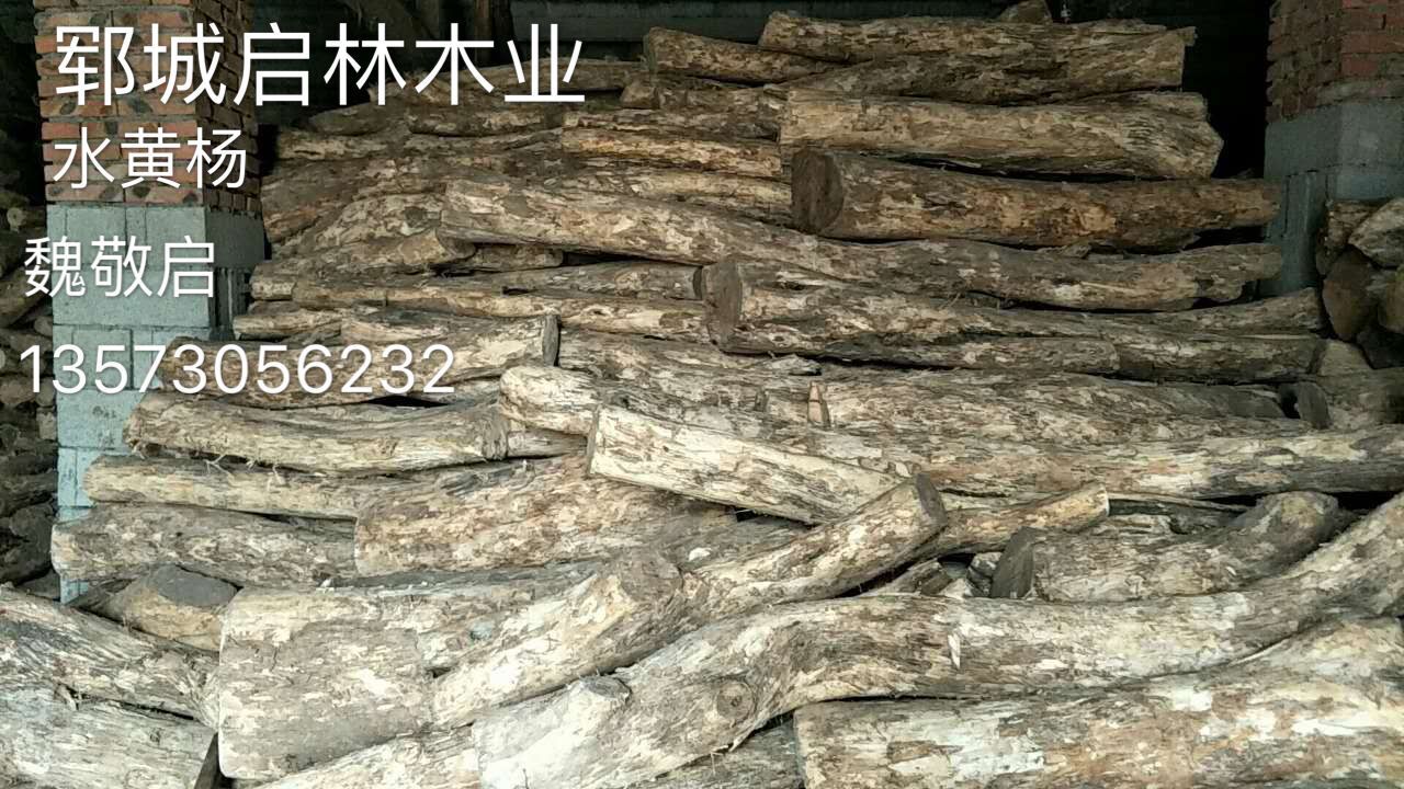 黄杨7
