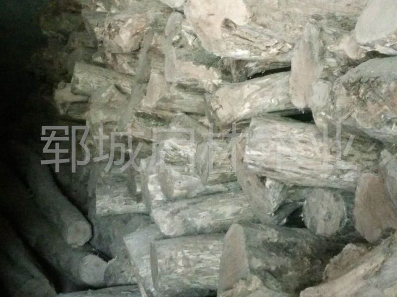 黄杨2