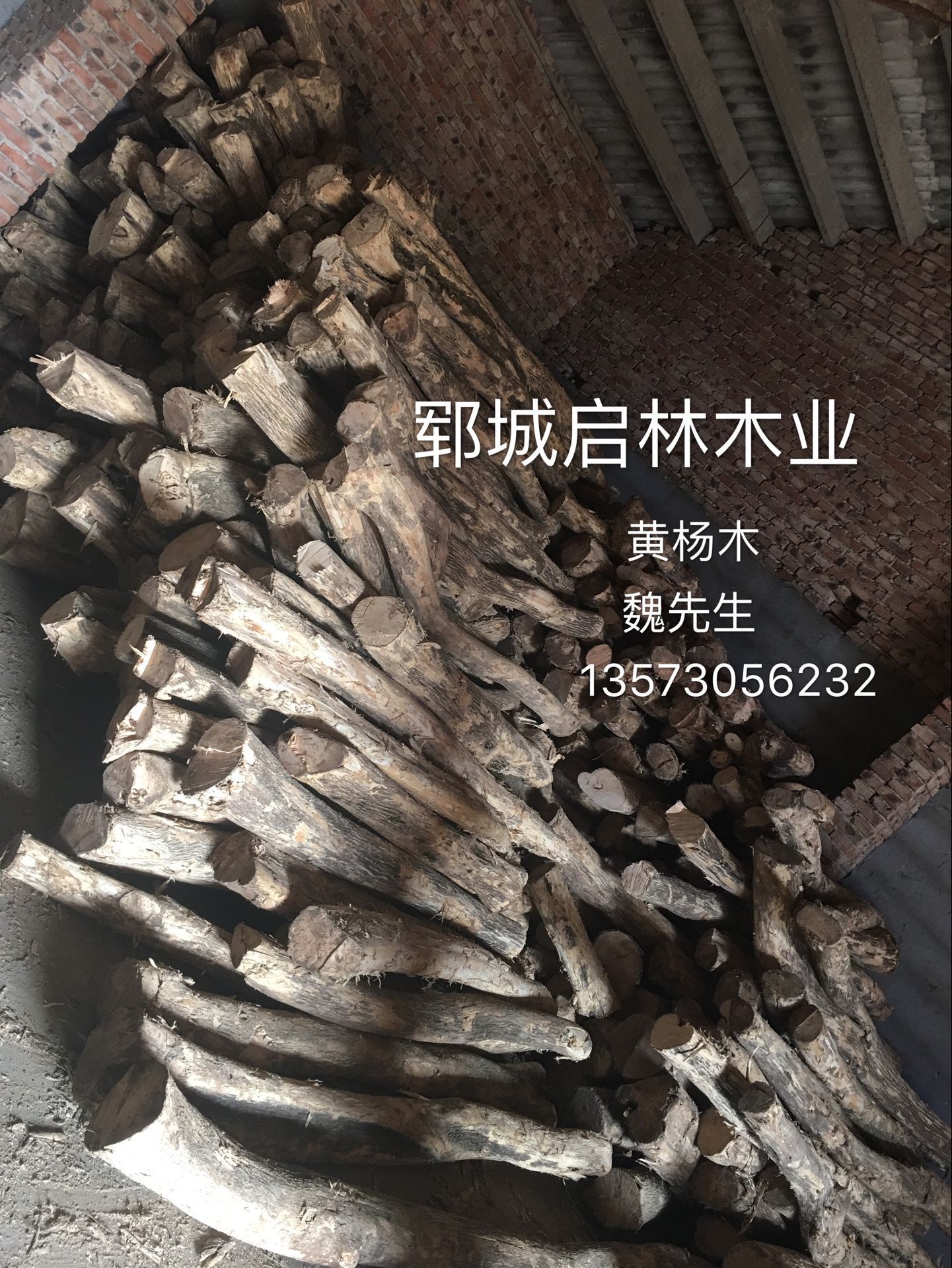 黄杨5