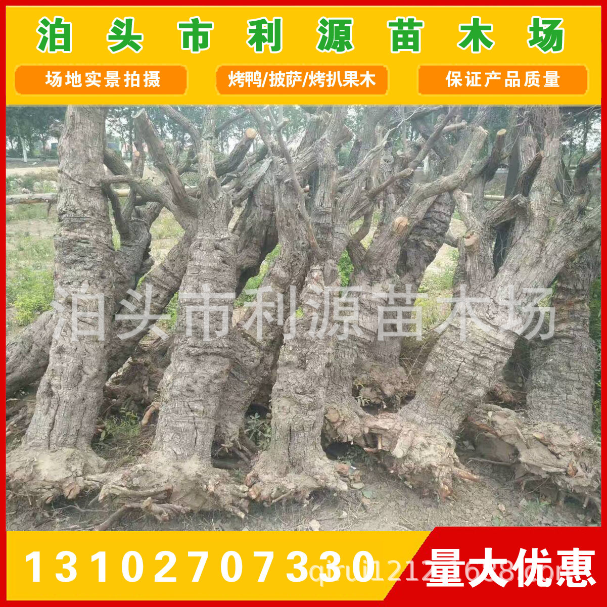 供应枣木原木小头直径25-50公分10000吨 货源充足 全国发货无空心示例图4