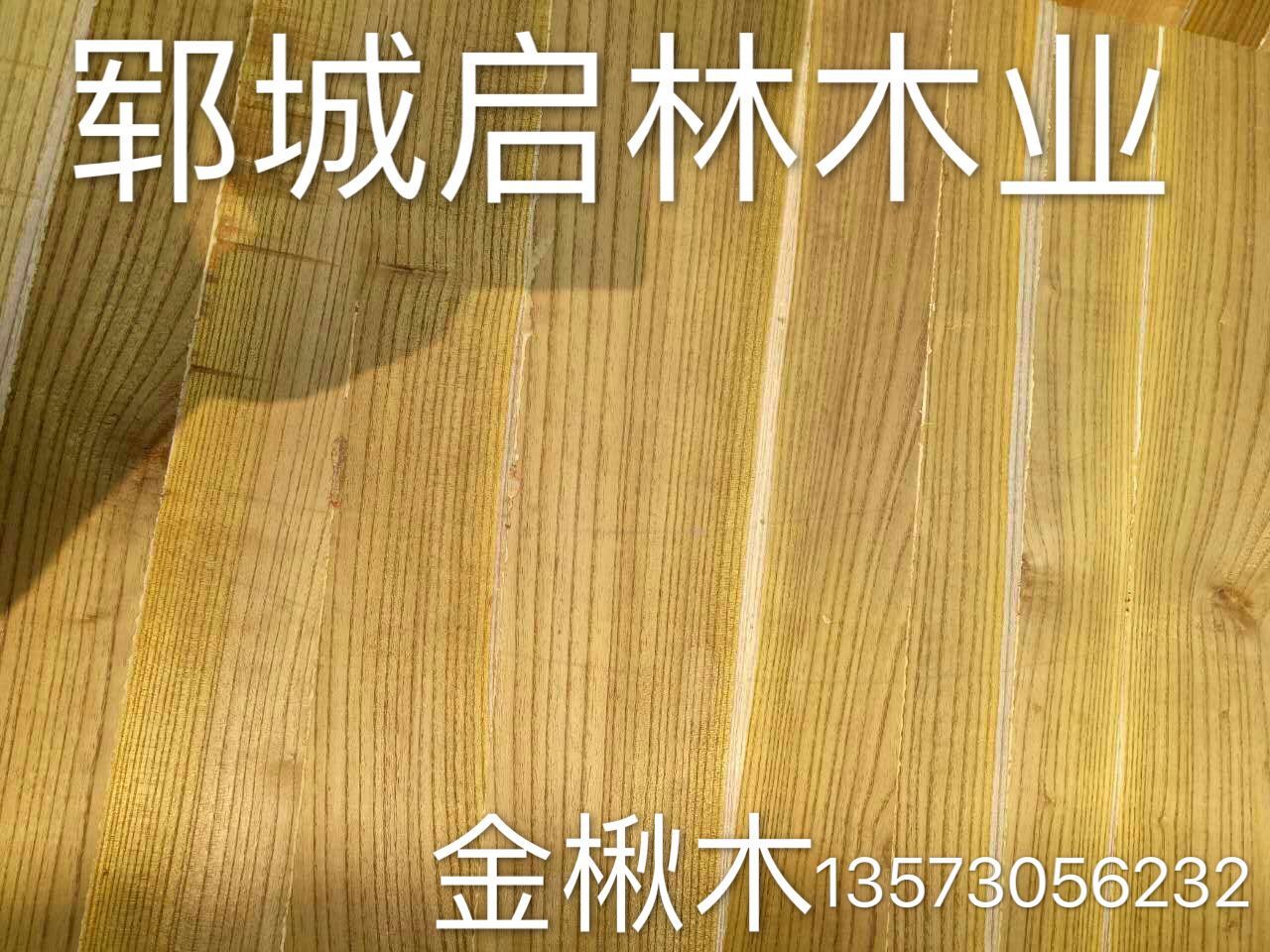 金楸2